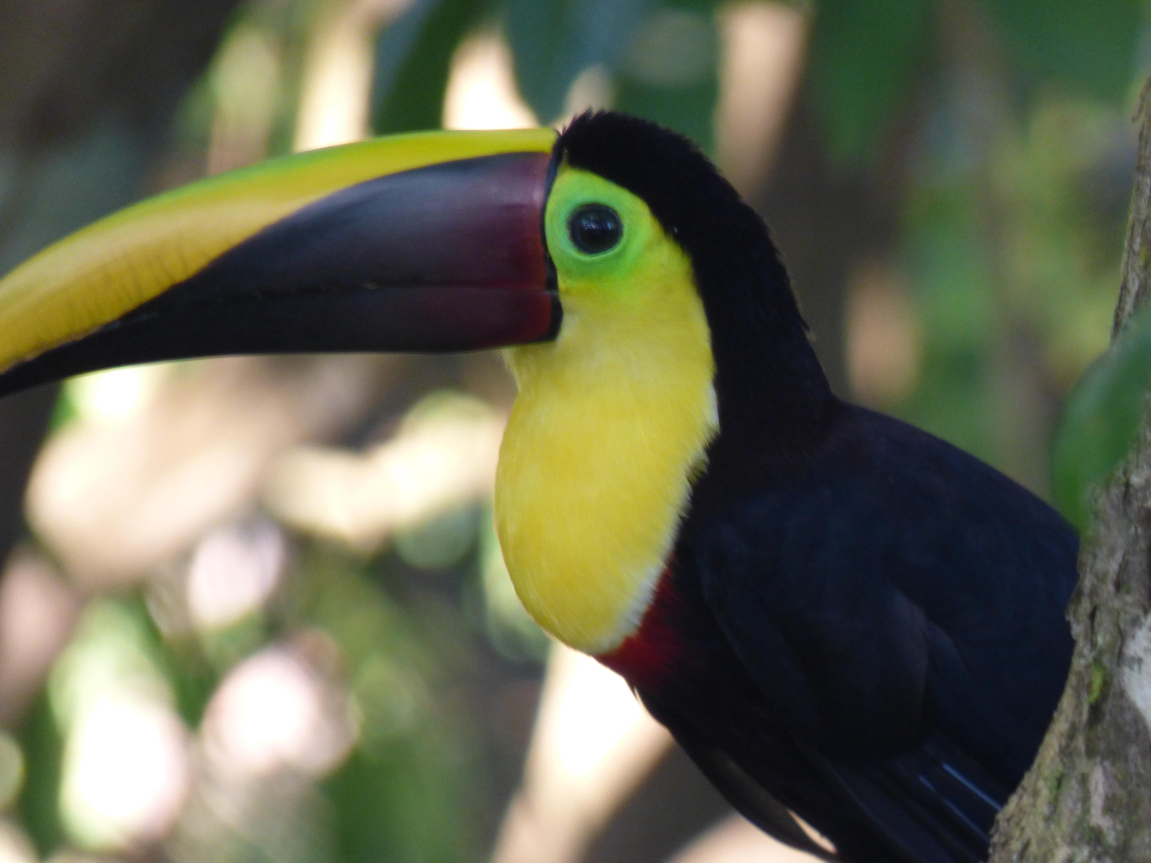 Yellow-throated Toucan, photographed from pool area!