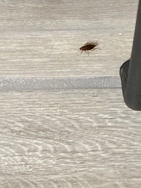 Roaches in the room, nasty!!