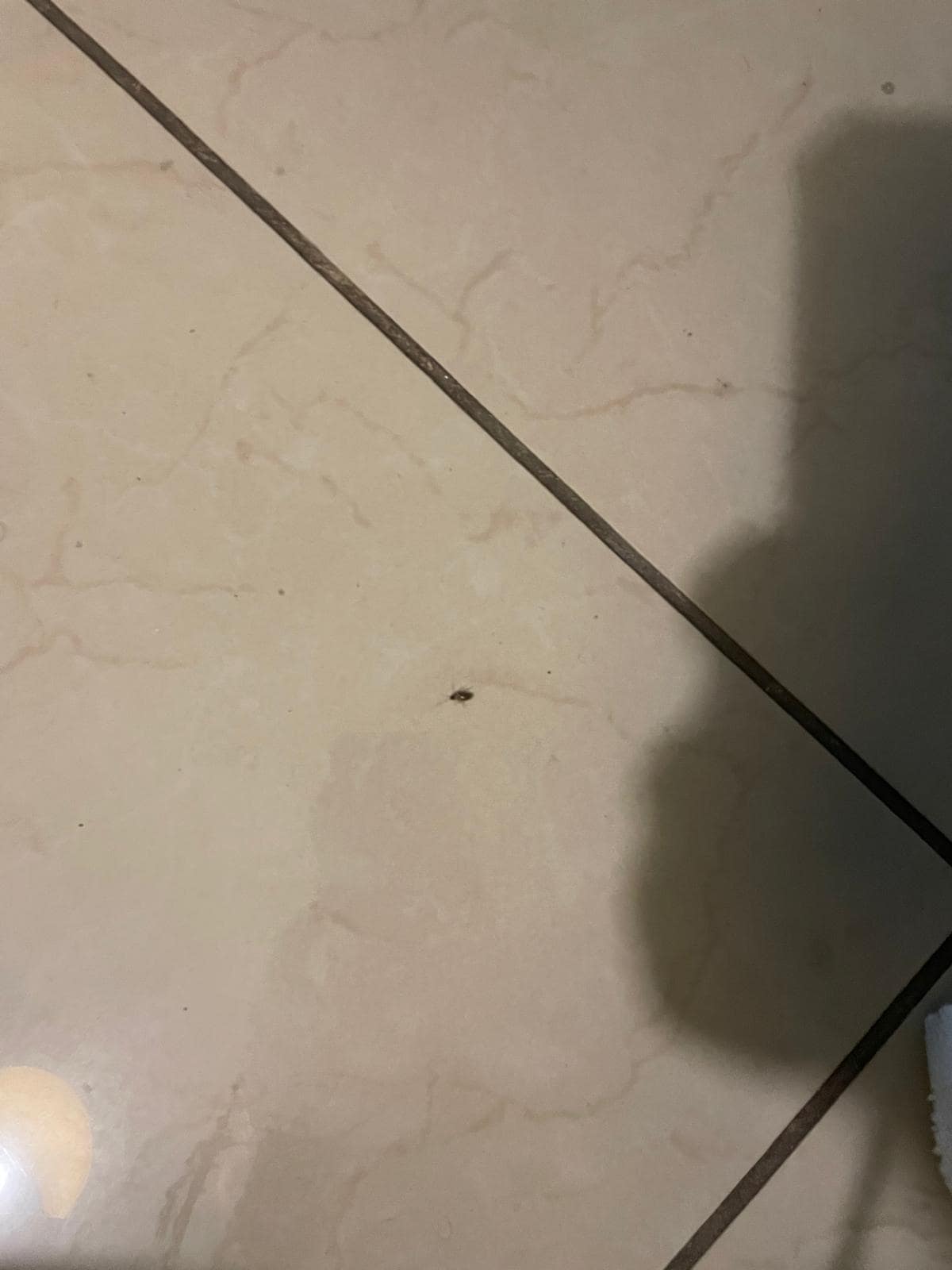 This was the bug that was next to my bed Saruday night as I was going to bed.