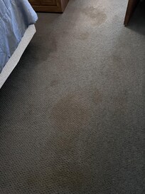 CARPETS ARE GROSS
