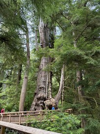 The biggest oldest cedar tree.