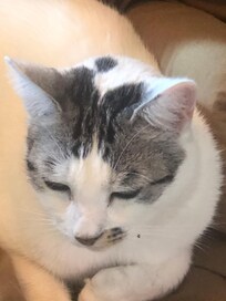 Our youngest daughter named this gorgeous cat ‘Boba’ and it really was a wonderful addition to the holiday…. We might even get a cat now too, but shhhh!!