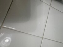 tiny bugs crawling everywhere