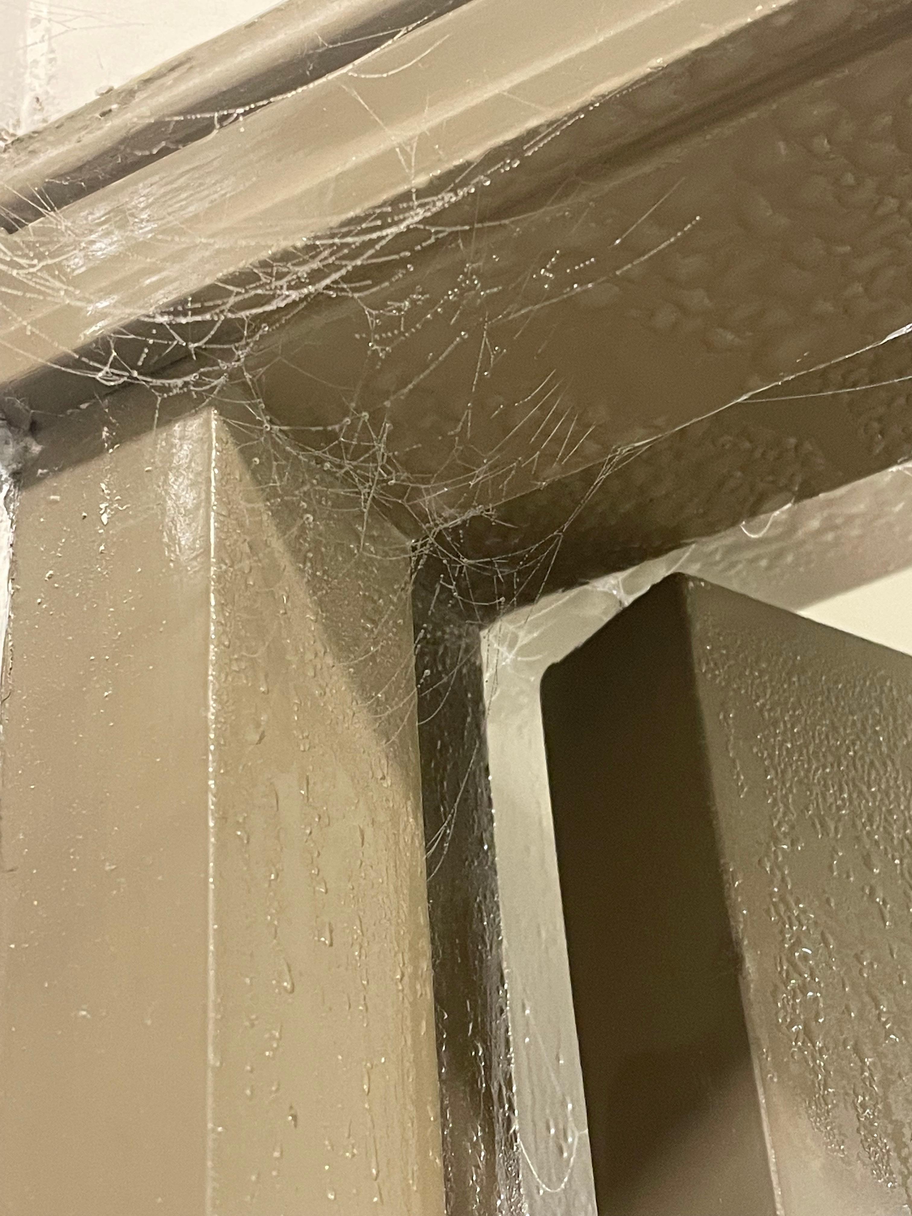 Telaraña en la puerta del baño