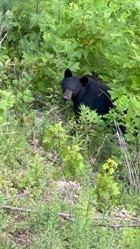 Isn't she sweet! Mama bear!