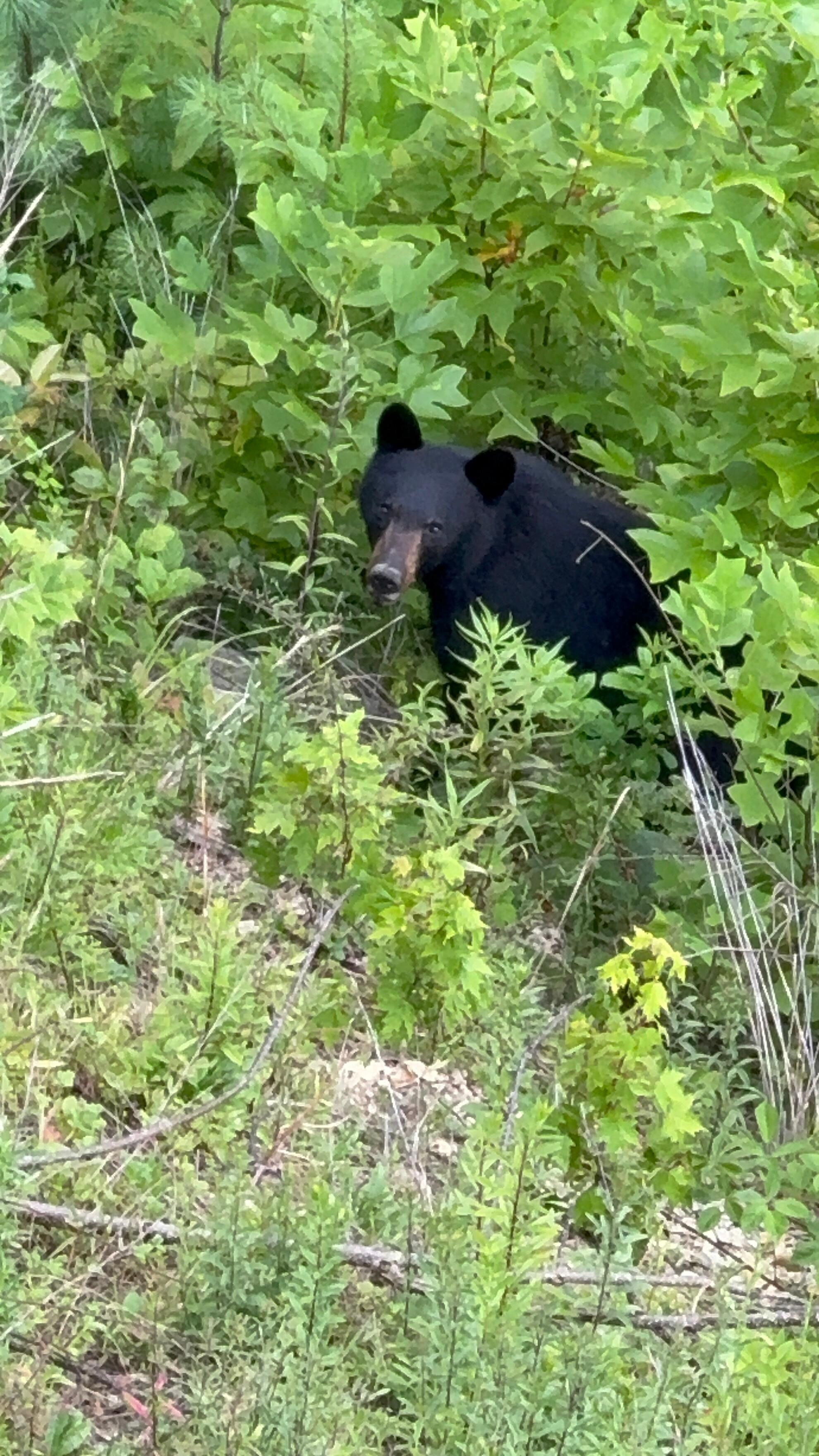 Isn't she sweet! Mama bear!
