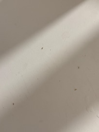 Fourmis dans la kitchenette