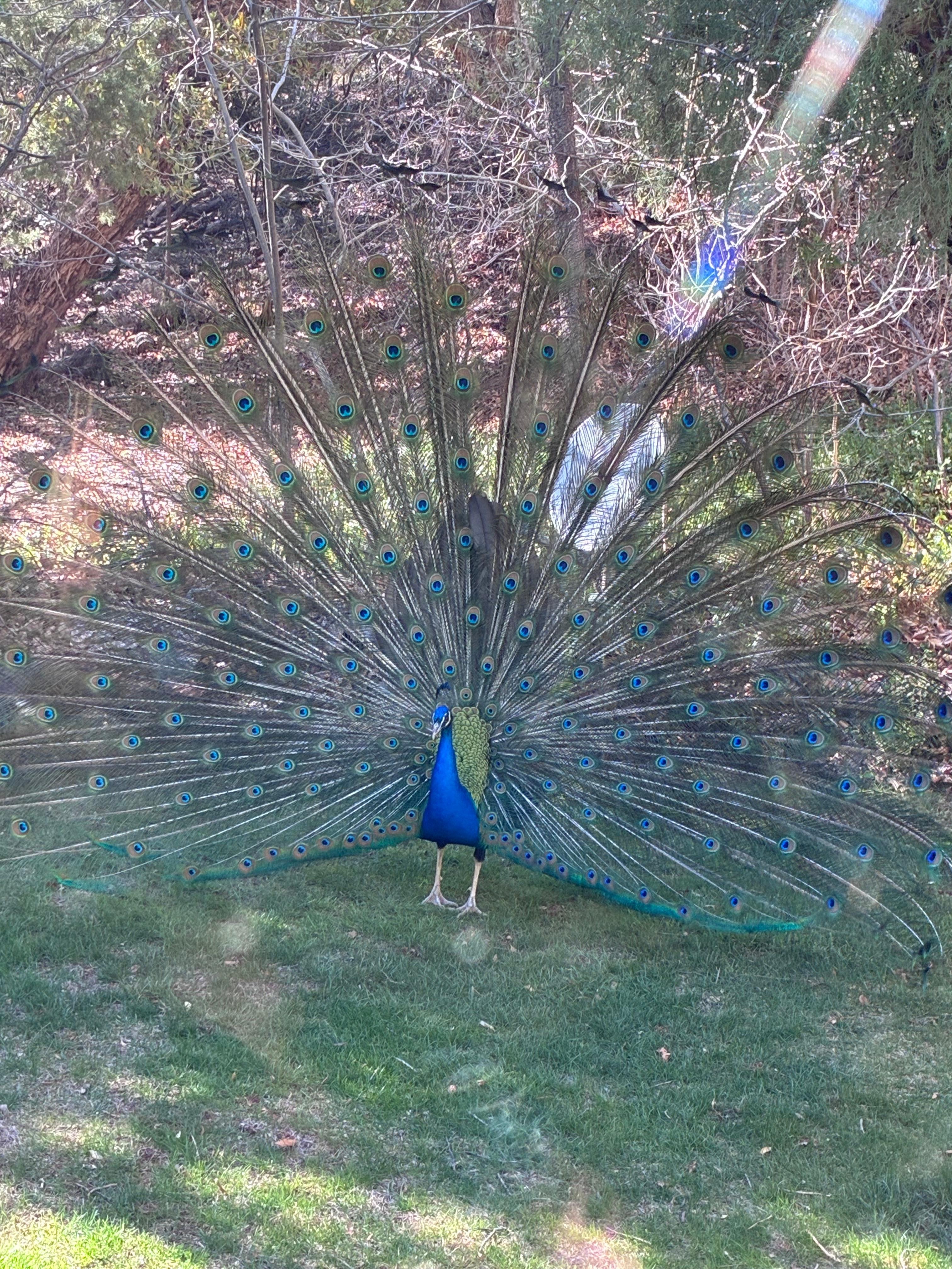 Yes! The peacocks are for real! 