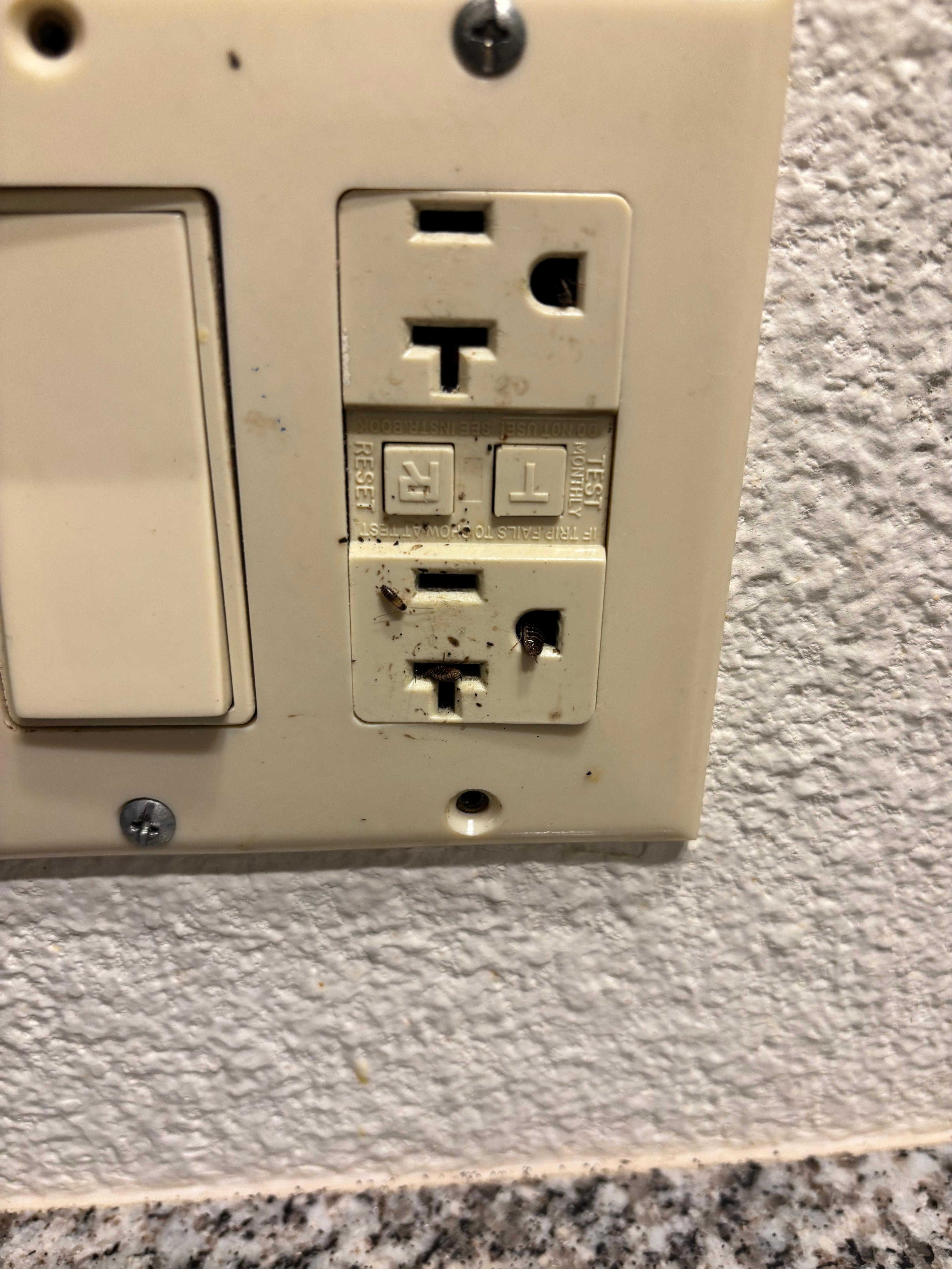 Zoom in and you’ll see the roaches, antennas coming out from the outlet, and roach poop. 