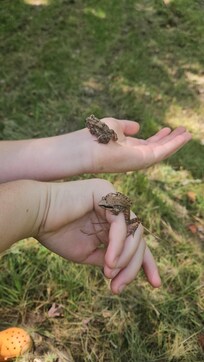 Toad and frog friends discovered on our hike behind the cabin.