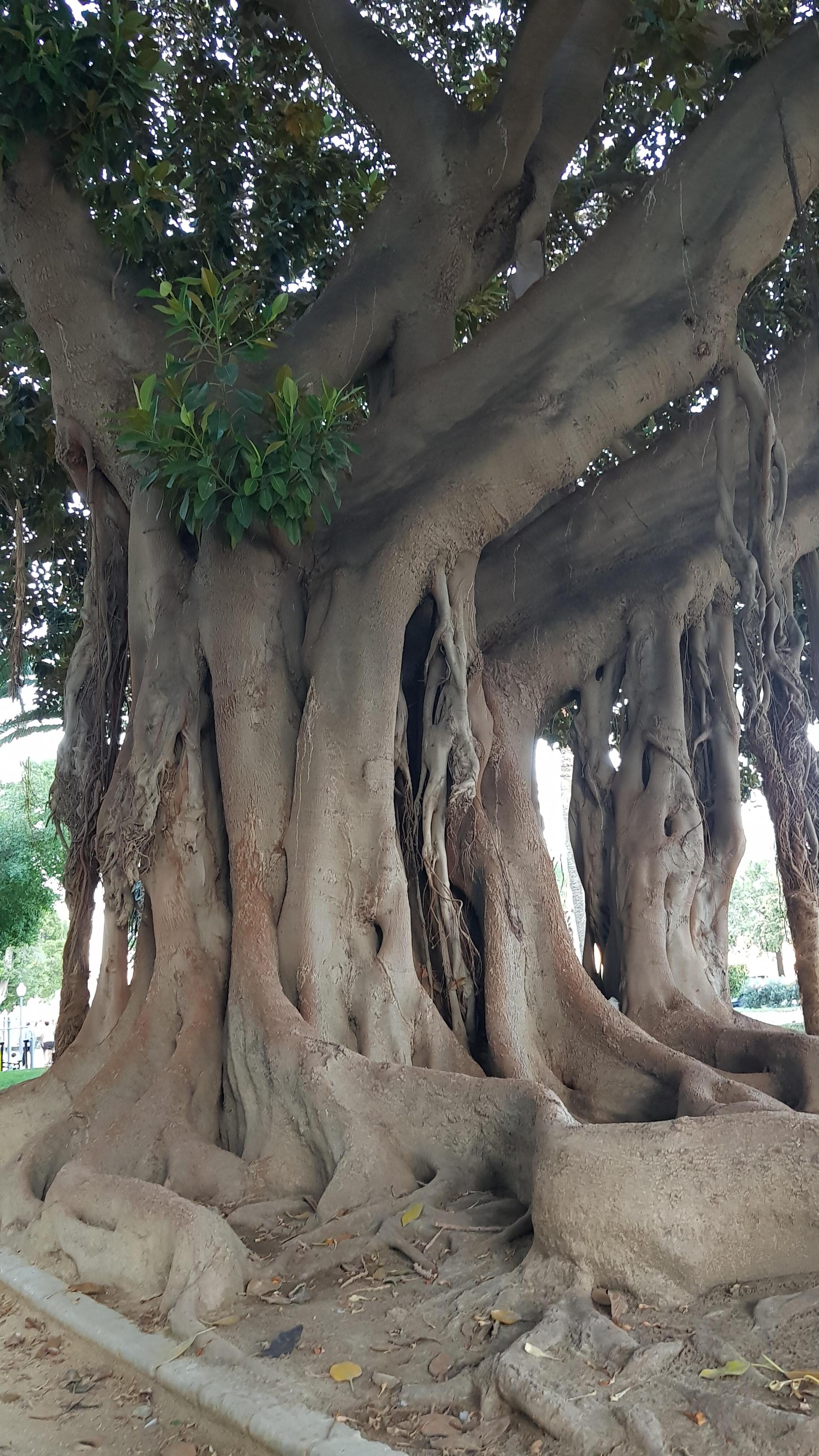 Massive rubber tree near the beach 