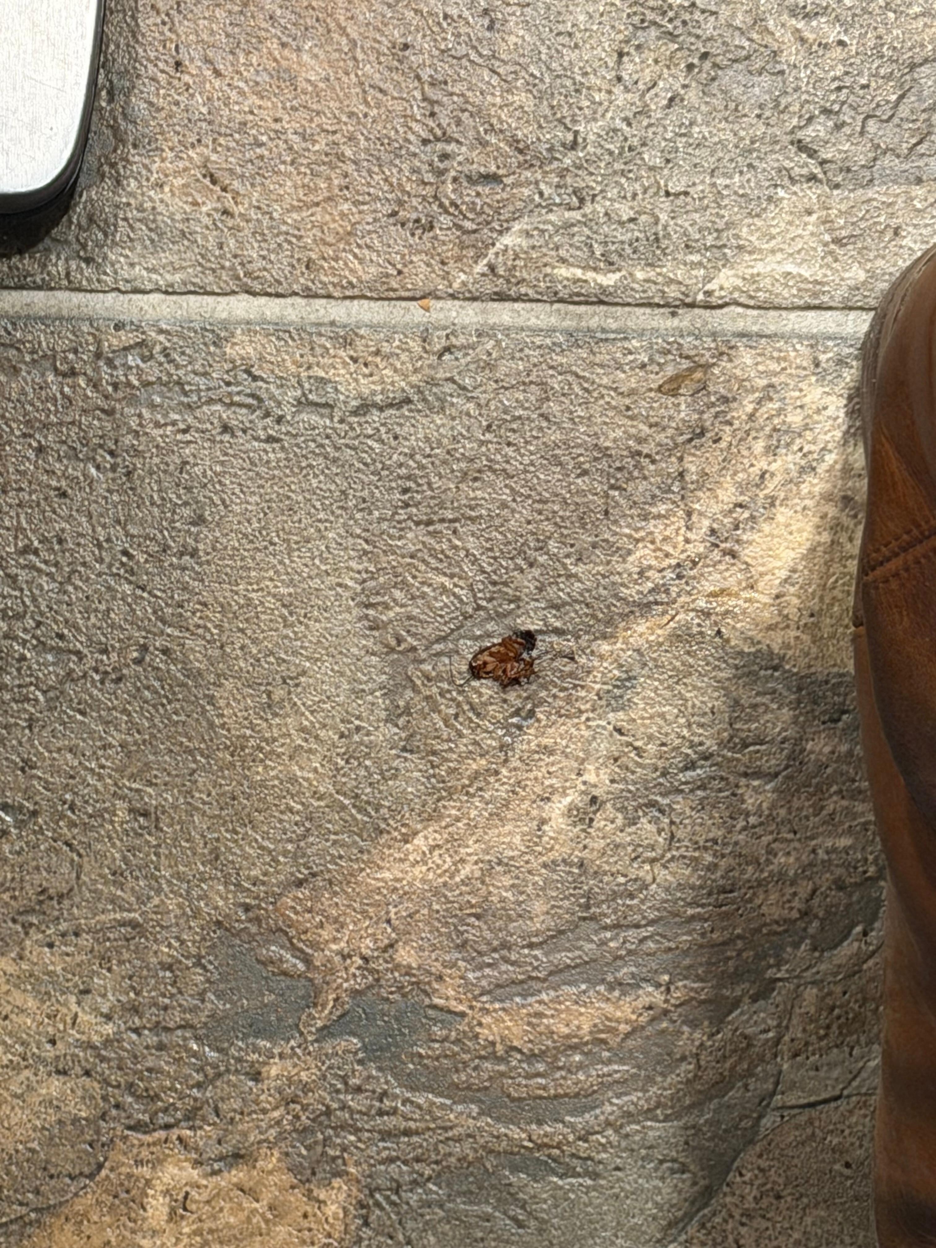 Cockroach on the ground 