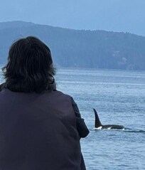 Orcas from Rebecca spit