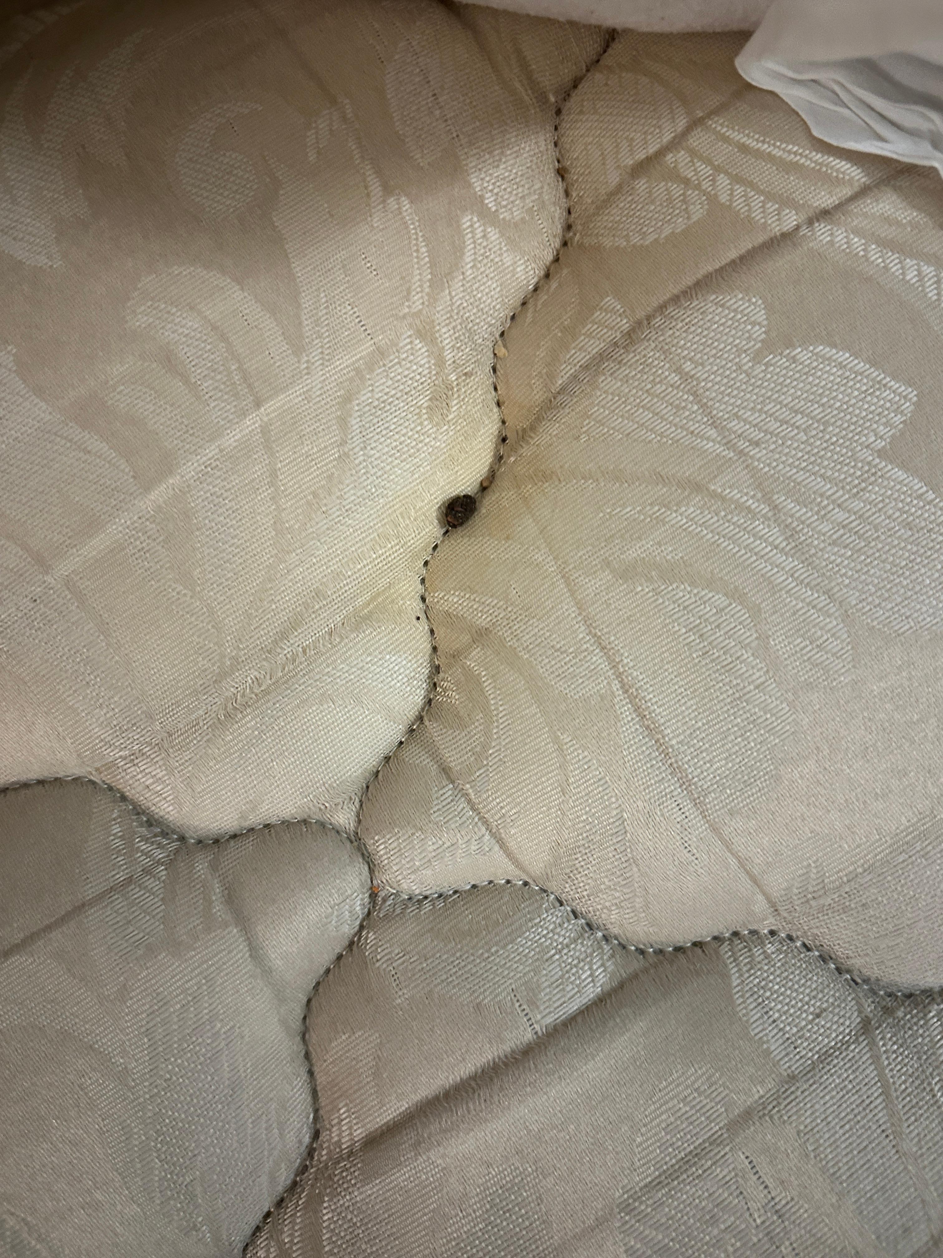 bugs or other things in the bed