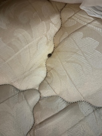 bugs or other things in the bed