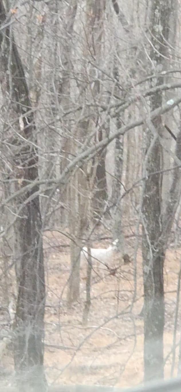 Albino deer through window.