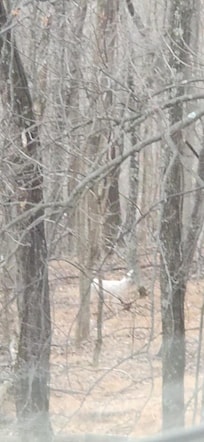 Albino deer through window.