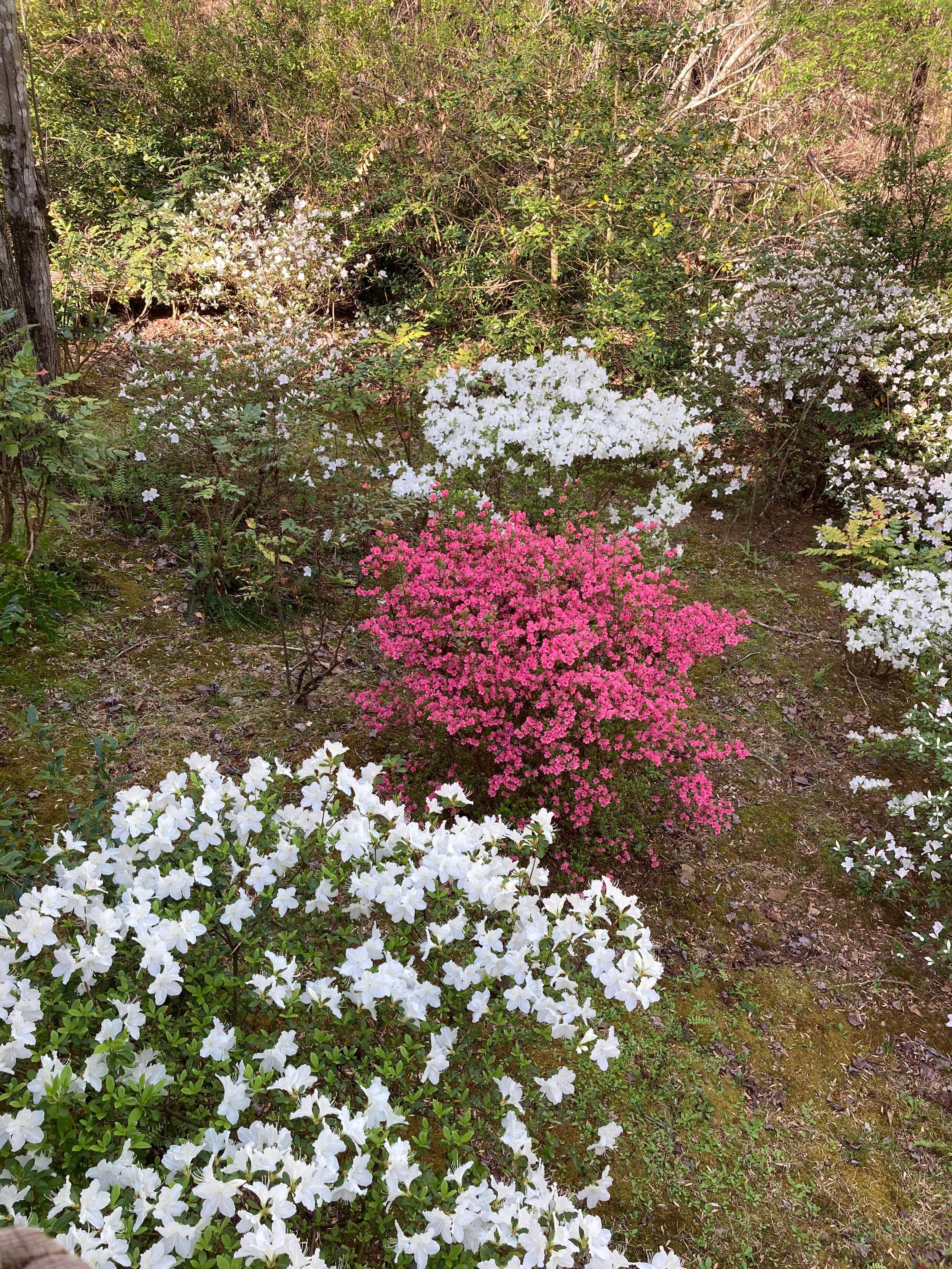 Beautiful azaleas