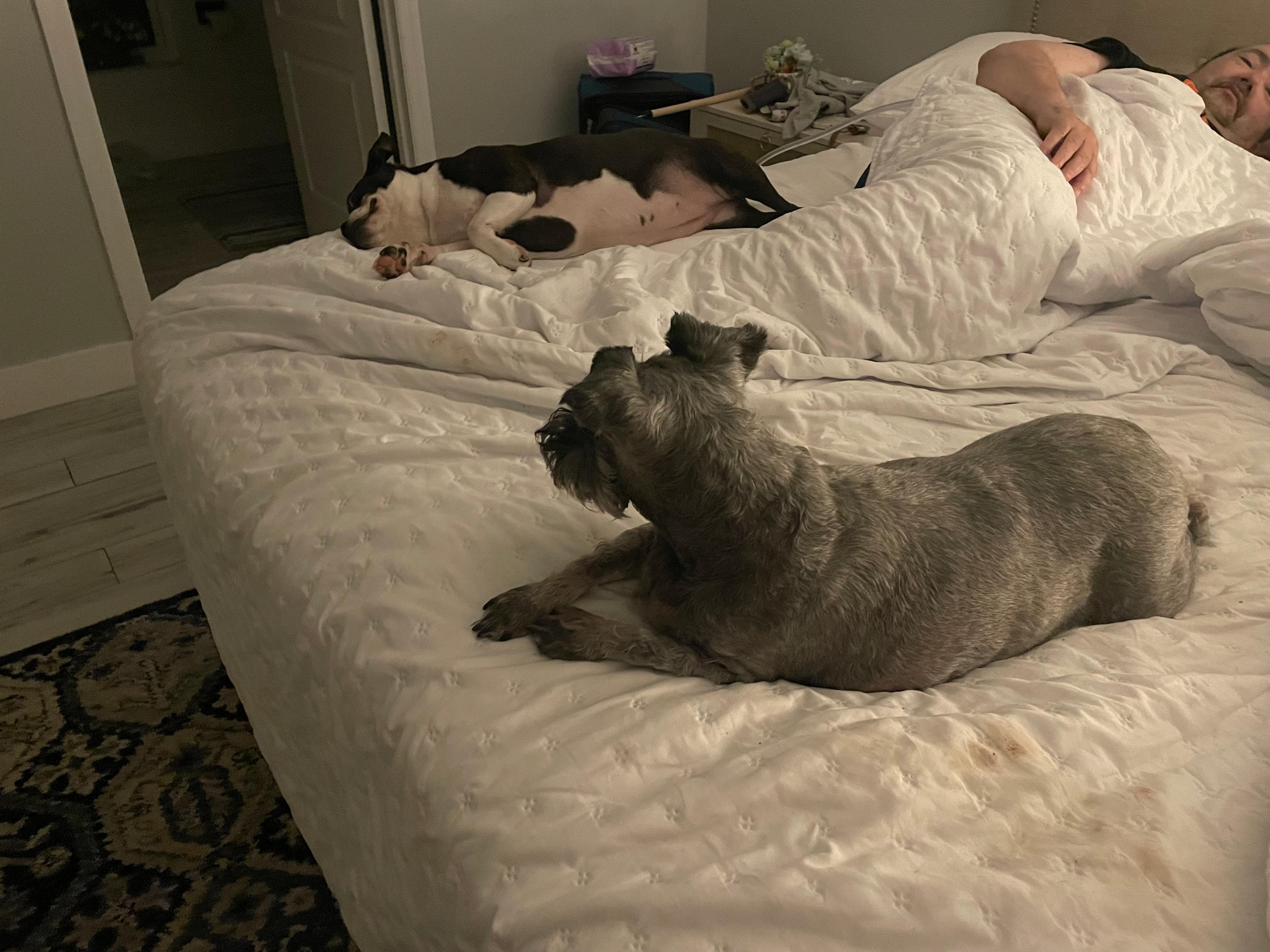 Sleeping as we do at home. King bef and our fur babies 