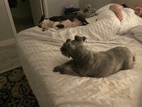 Sleeping as we do at home. King bef and our fur babies