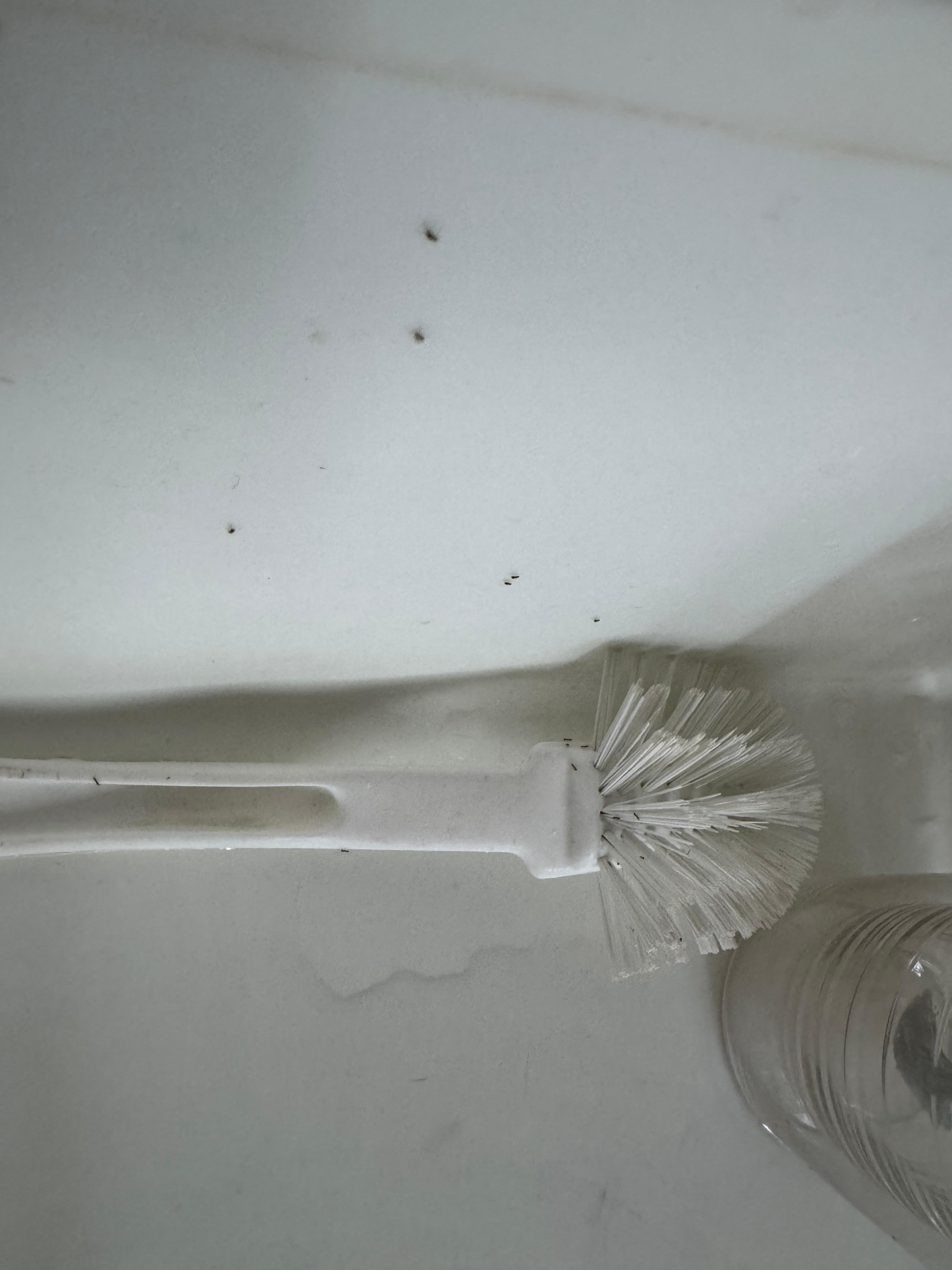 Ants. Every single day. Everywhere. On the counters in the cabinets on the cleaning tools. 

We submitted video to Vrbo which shows our concerns in entirety.