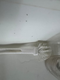 Ants. Every single day. Everywhere. On the counters in the cabinets on the cleaning tools.
We submitted video to Vrbo which shows our concerns in entirety.