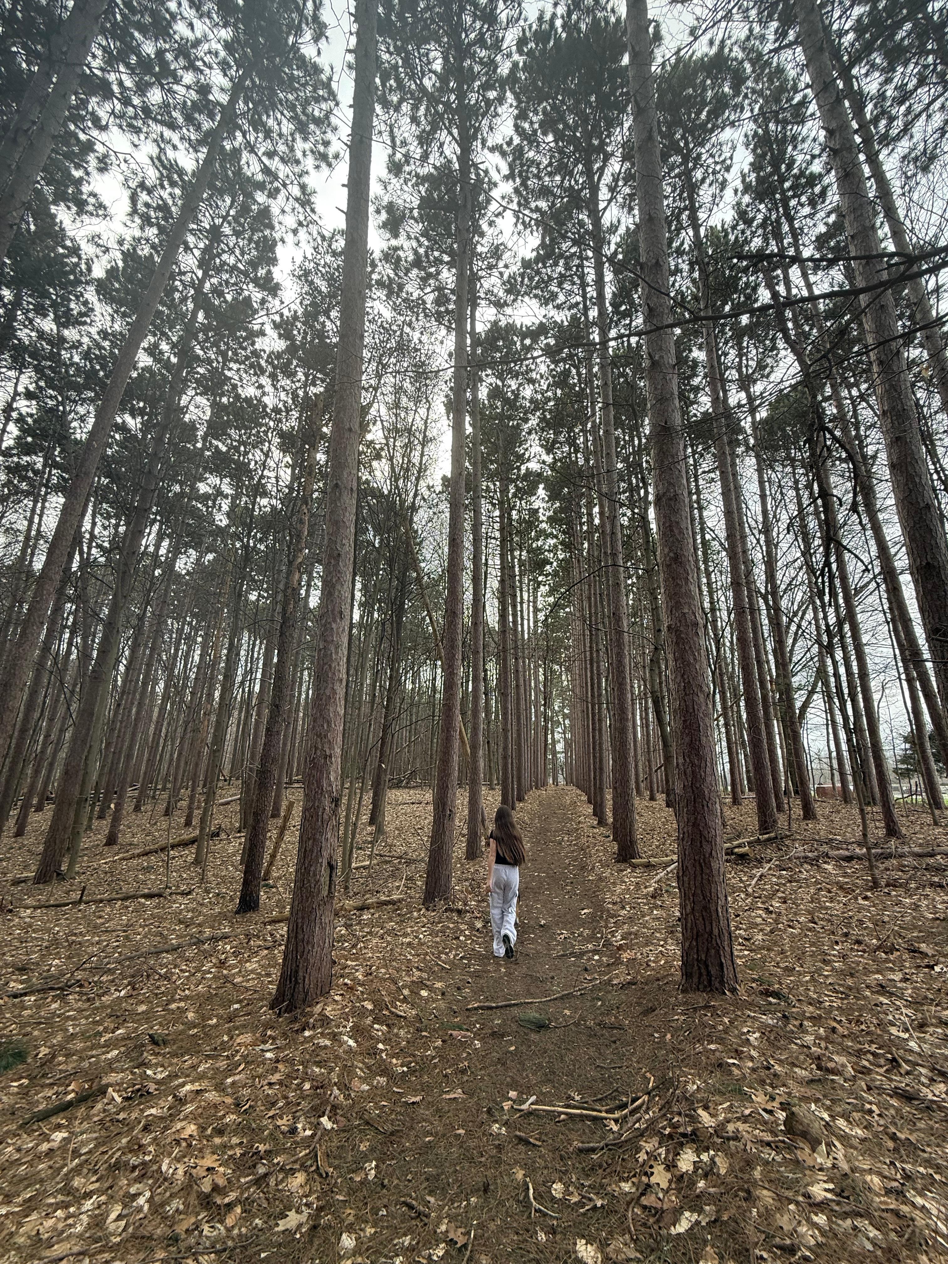 Walking through Tall Pines 