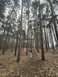 Walking through Tall Pines