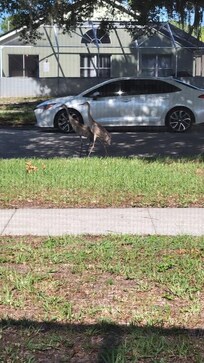 Lots of wildlife!!