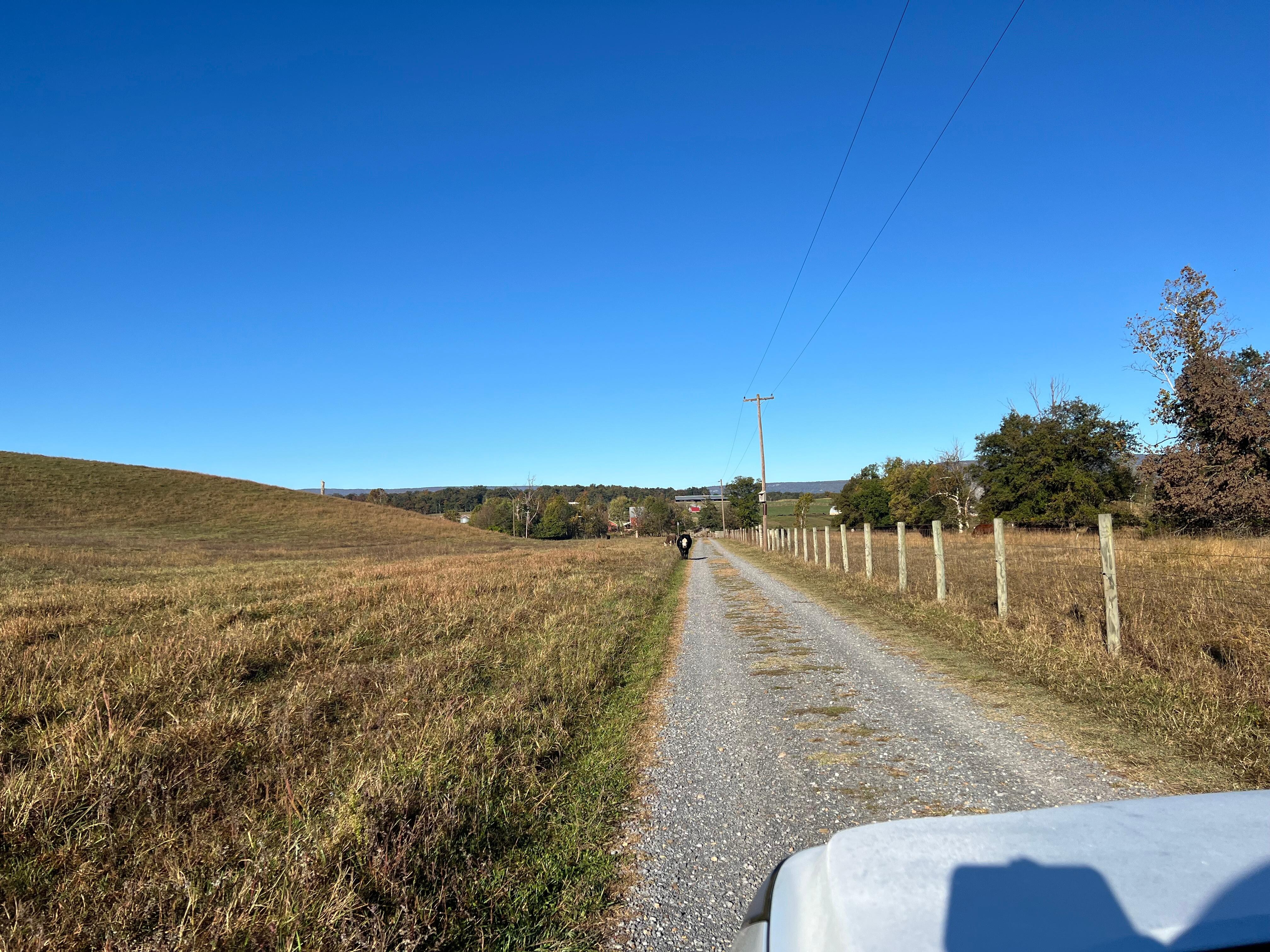 Nice long driveway through pasture