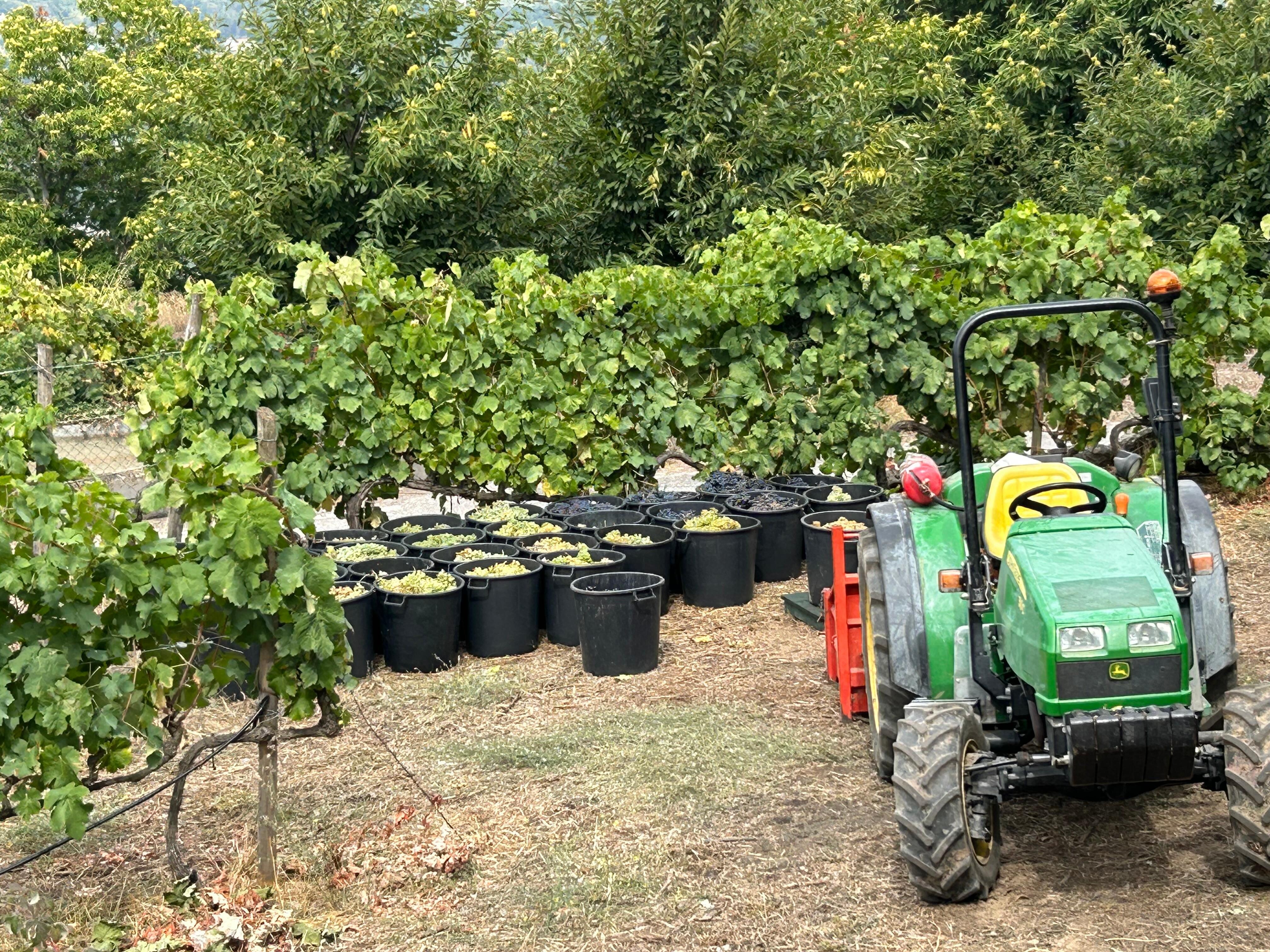 Owners during grape picking