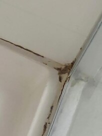 Disgusting shower mildew. Ewww.