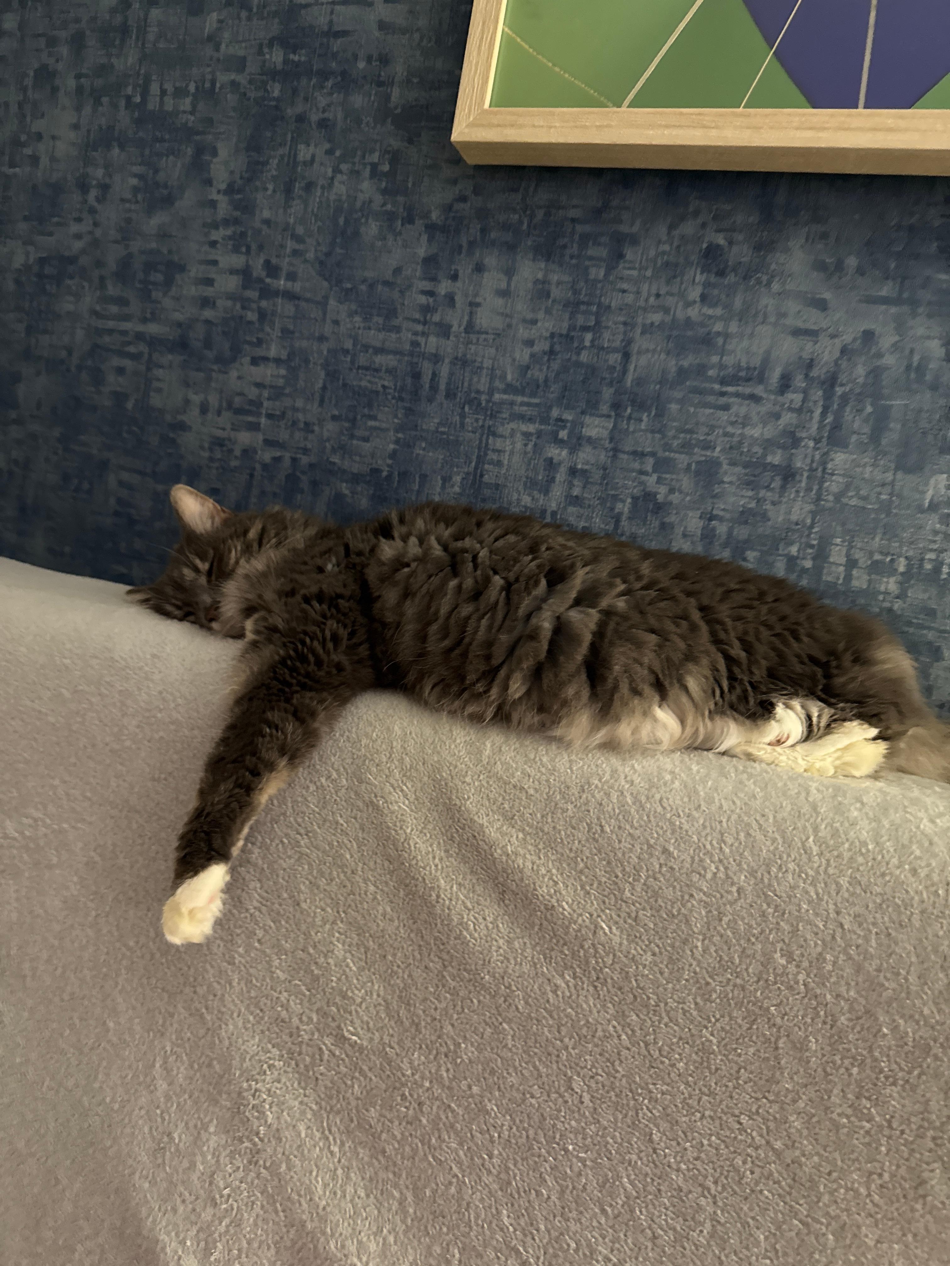 Zozo Bunny On the sofa bed on top of my own blanket I use of course to protect their couch.