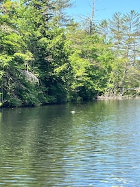 The loon came by everyday!