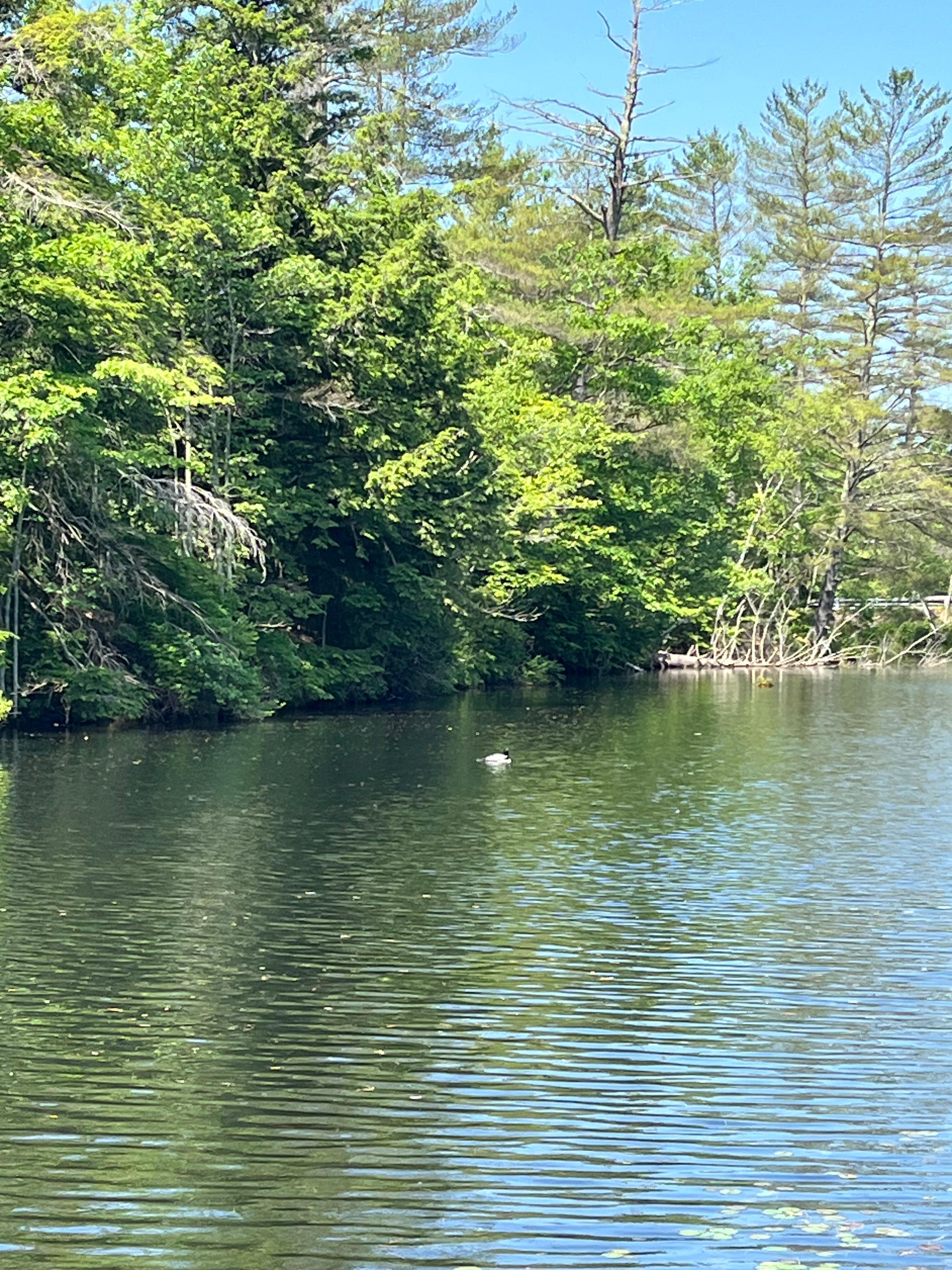 The loon came by everyday!