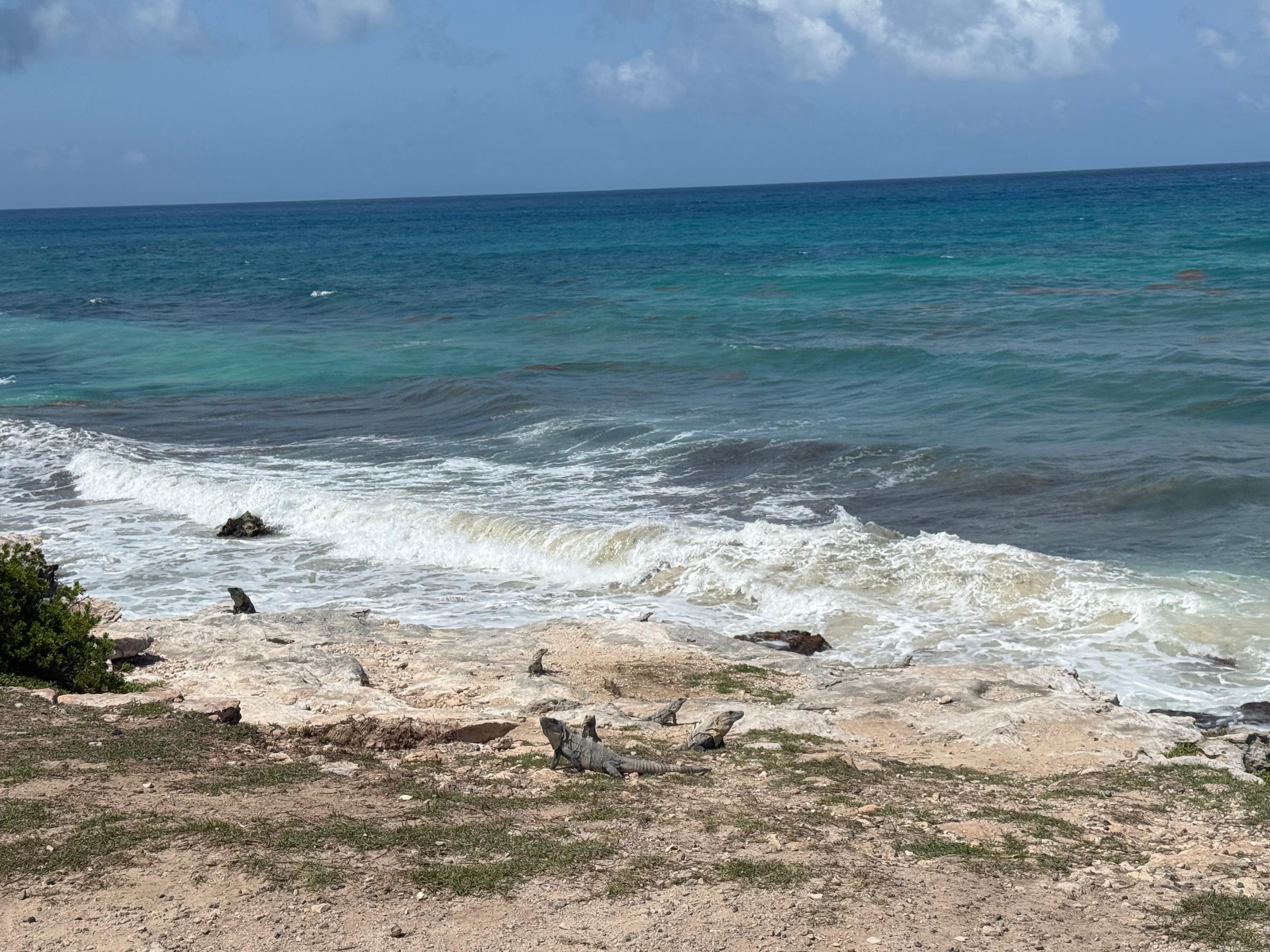 Iguanas