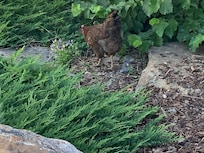 One of the friendly chickens