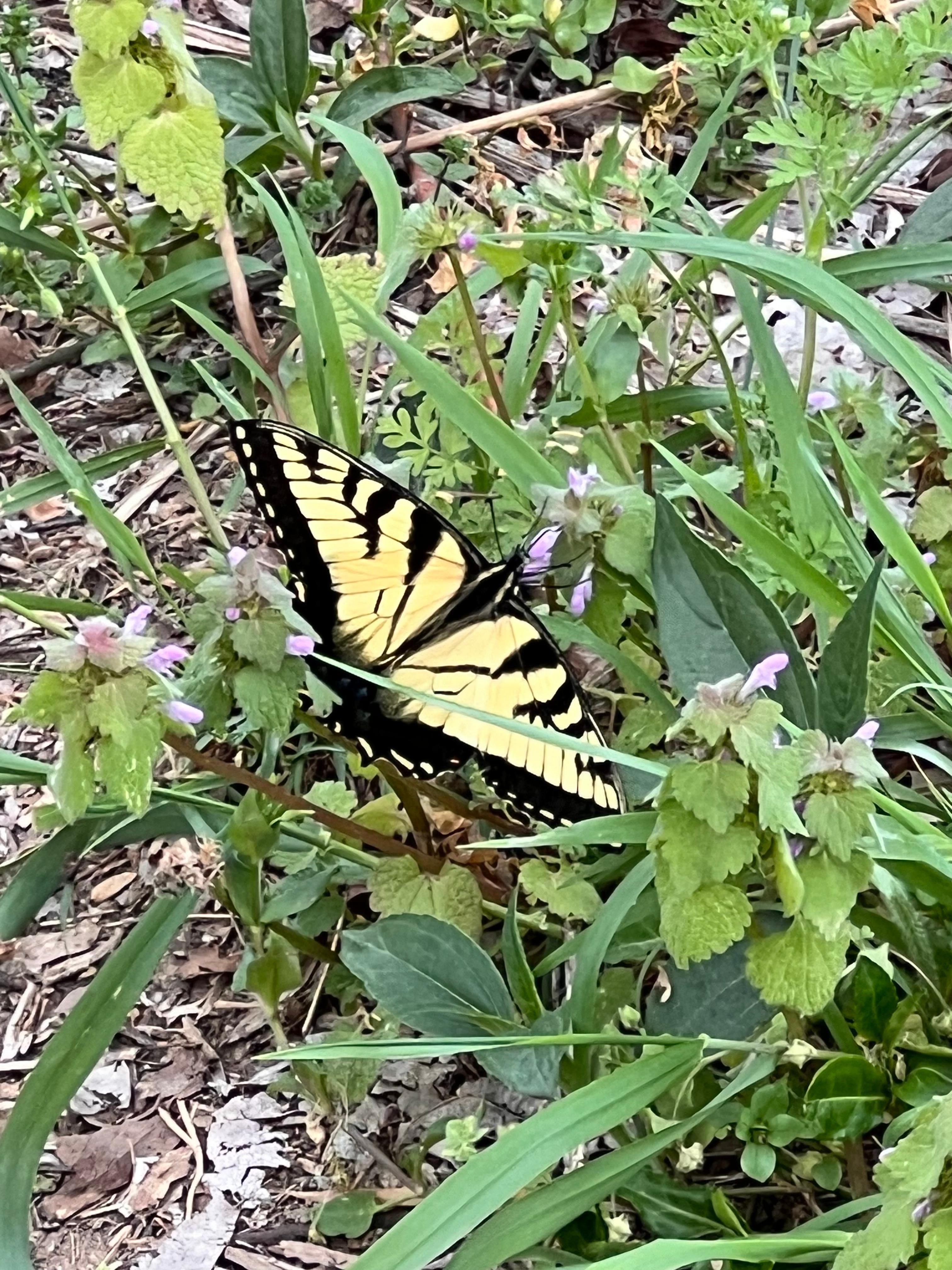 Many butterflies when we were there