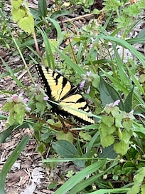 Many butterflies when we were there