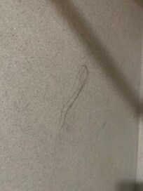 This is a glob of hair left on the shower wall under the shower head