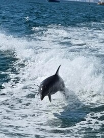 Dolphin that we seen during our boat ride!