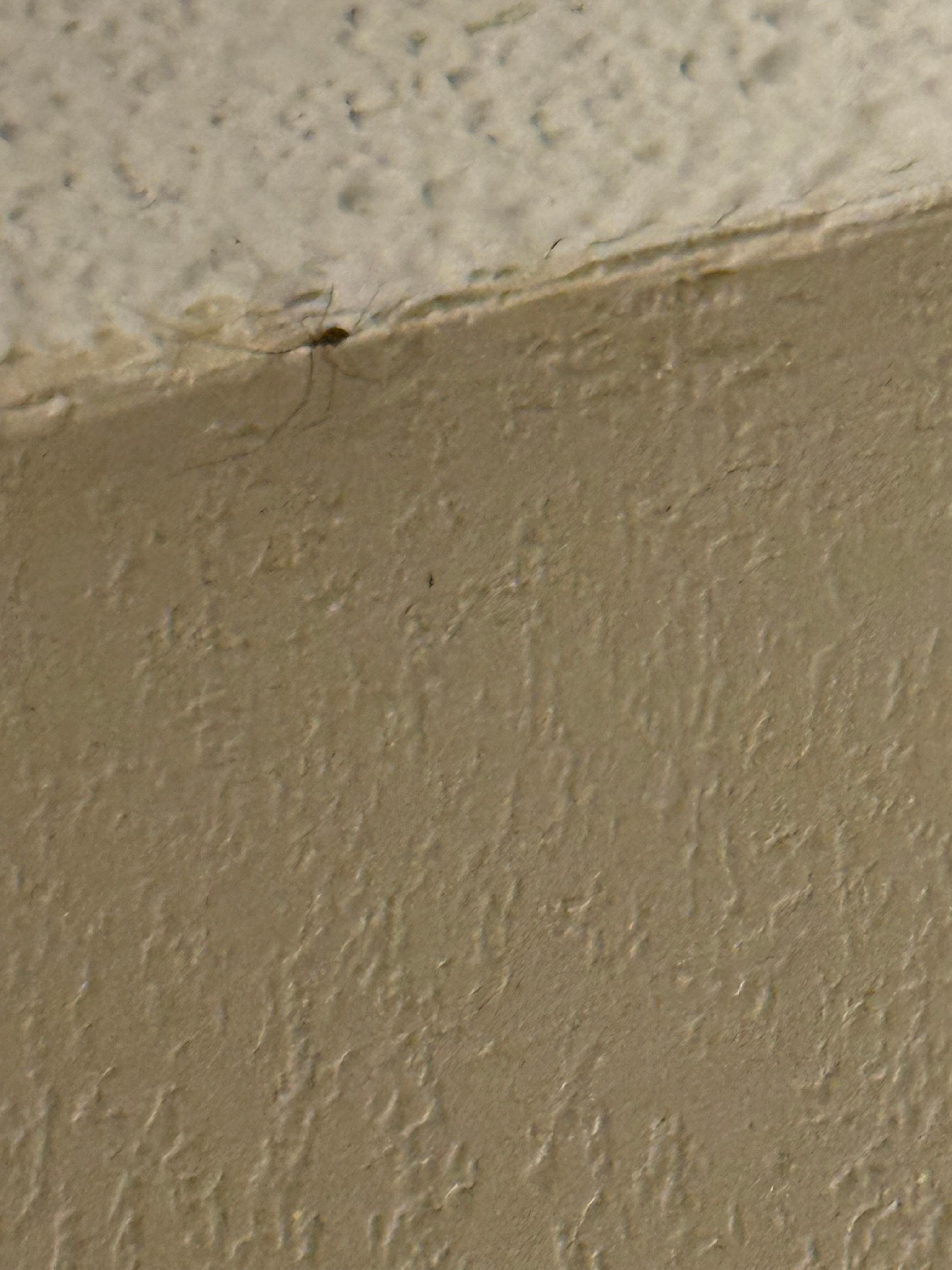 Bugs on ceiling 