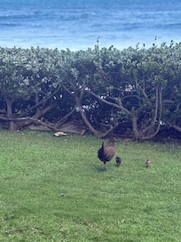 Visited frequently by a chicken family
