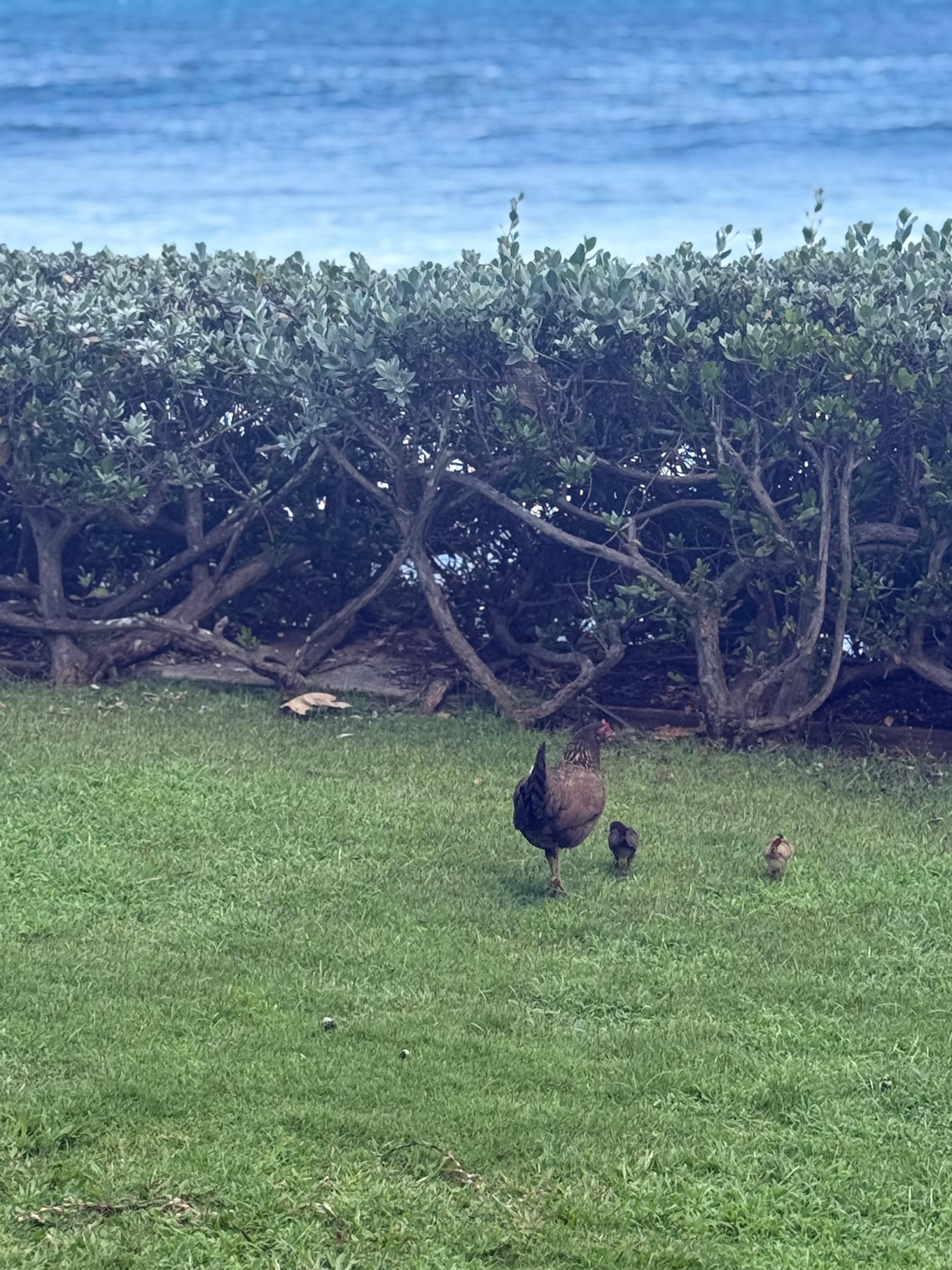 Visited frequently by a chicken family