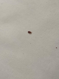 Bedbugs 🤢😭