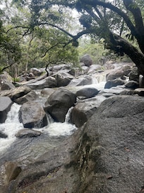 Kuranda forest walk