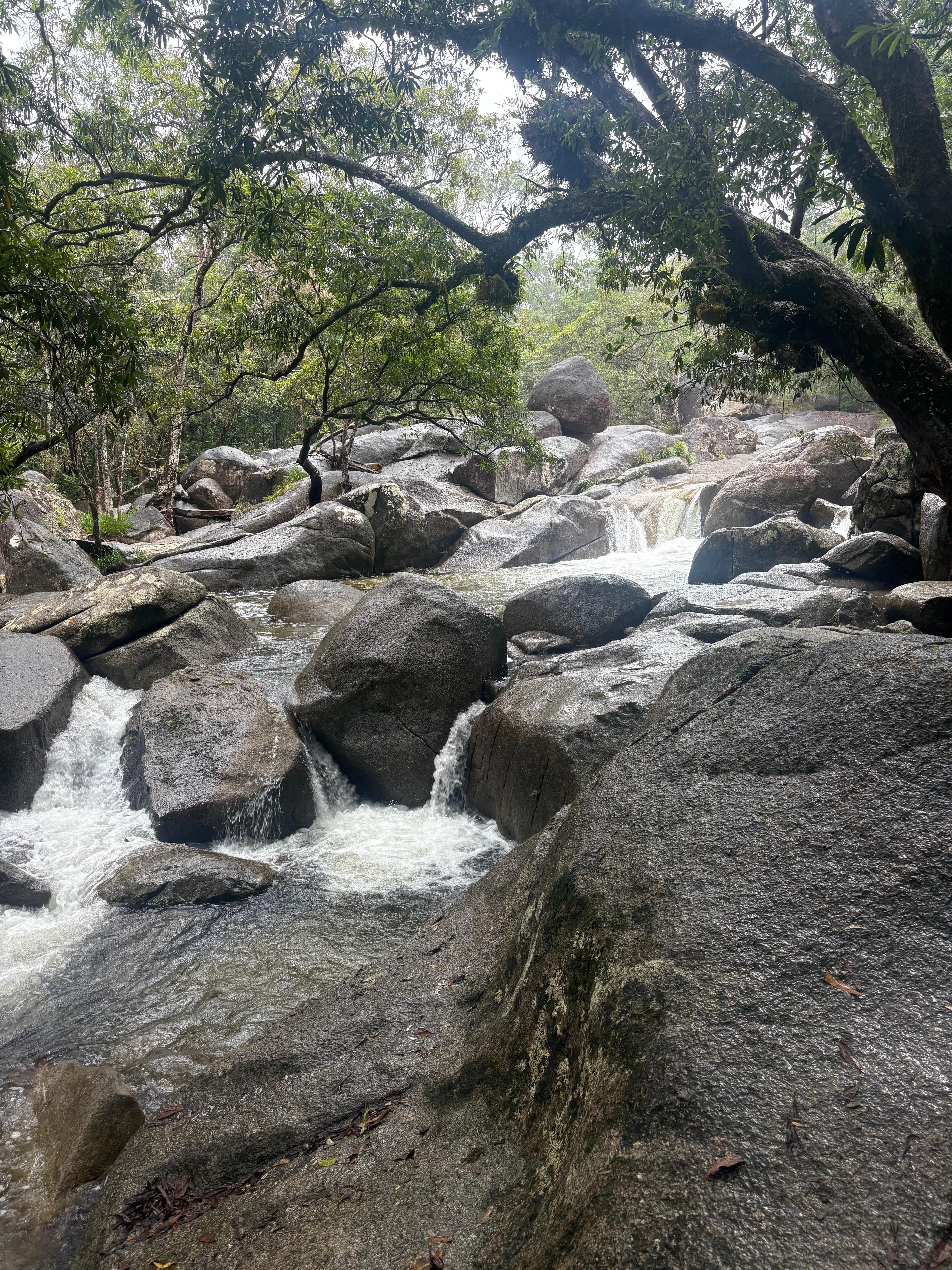 Kuranda forest walk
