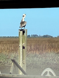 Boathouse dock view with pelican
