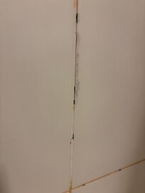 There were also mold spores in the corner of the tub and on top of the toilet.