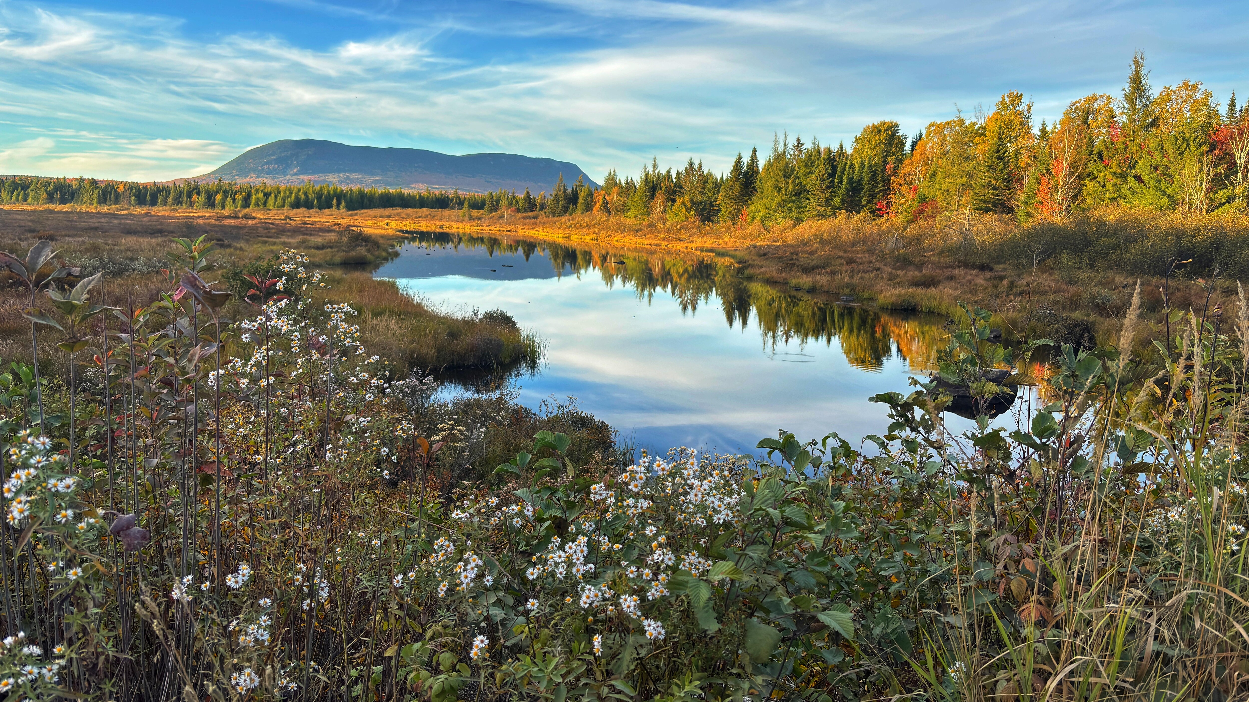 On the hunt for moose